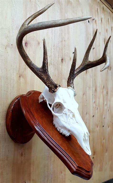 Euro mounts - Kabash Outdoors - Easy European Mount Skull Hanger - Made in The USA with American Steel - Whitetail Deer Skull Hook mounting System - Euro Mount kit - Quick Install - Hog Bear Antelope Coyote . Brand: Kabash Outdoors. 4.9 4.9 …
